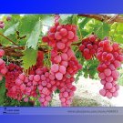 Fresh 100PCS Pink Hongti Grape Organic Seeds