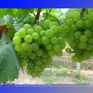 Fresh 100PCS Fragrant Sweet Green Grape Organic Seeds