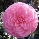 Fresh 10PCS Camellia Flowers Seeds Light Pink Colors