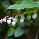 Fresh 5PCS Gaultheria hispida Seeds Snowberry
