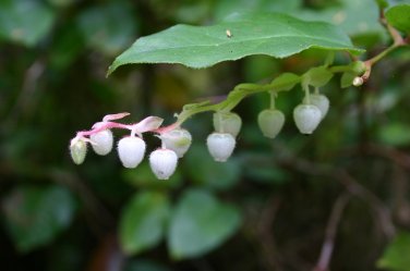 Fresh 5PCS Gaultheria hispida Seeds Snowberry