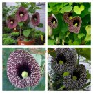 Fresh 1PC Aristolochia elegans Seed