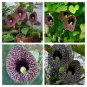 Fresh 1PC Aristolochia elegans Seed