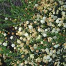 Fresh 5PCS ACACIA orbifolia Seeds