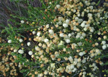 Fresh 5PCS ACACIA orbifolia Seeds