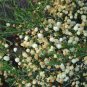 Fresh 5PCS ACACIA orbifolia Seeds