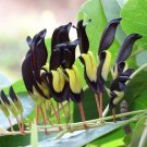 Fresh 5PCS KENNEDIA nigricans Seeds Black Coral Pea Ornamental Flowers