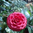 Fresh 10Pcs/Pack Camellia Flowers Potted Plants Home Garden Decorations Flower Seeds