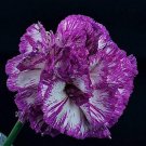 Fresh 100PCS Colorful Carnations Seeds Dianthus Caryophyllus Cut Flowers
