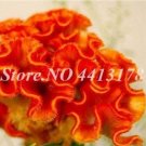 Fresh 100PCS Dwarf Plumed Cockscomb Seeds Balcony Garden Annial Flowers