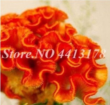 Fresh 100PCS Dwarf Plumed Cockscomb Seeds Balcony Garden Annial Flowers