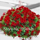 Fresh 300PCS Hanging Petunia Seeds Fire Red Big Flowers
