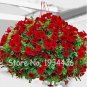 Fresh 300PCS Hanging Petunia Seeds Fire Red Big Flowers