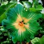 Fresh 100PCS Green Hibiscus Seeds