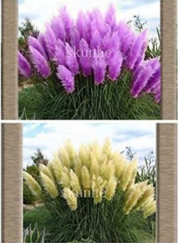 Fresh 100PCS Mixed Yellow Purple Pampas Grass Seeds Ornamental Garden Planting