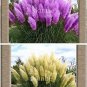 Fresh 100PCS Mixed Yellow Purple Pampas Grass Seeds Ornamental Garden Planting