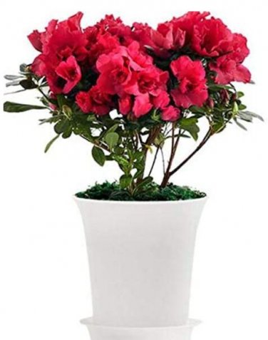 Fresh 100PCS Japanese Azalea Seeds Dark Red Rhododendron Azalea Flowers