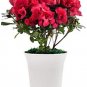Fresh 100PCS Japanese Azalea Seeds Dark Red Rhododendron Azalea Flowers