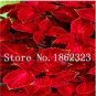 Fresh 200PCS Fire Red Coleus Seeds Herb Ornamental Plants