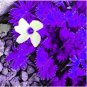 Fresh 100PCS Purple Oxalis Seeds Wood Sorrel Flowers