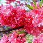 Fresh 20PCS Dark Pink Azalea Seeds