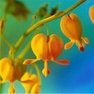 Fresh 100PCS Orange Dicentra spectabilis Seeds