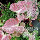 Fresh 50PCS Thailand Caladium Seeds Tiger Pink Greenish Ornamental Leaves