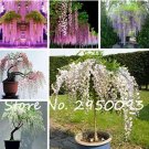 Fresh 10PCS Mixed Wisteria Seeds Climbing Rattan Wisteria Flower Planting