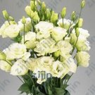 Fresh 200PCS Greenish White Eustoma Grandiflorum Seeds Home Cut Flower Seeds