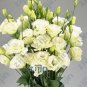 Fresh 200PCS Greenish White Eustoma Grandiflorum Seeds Home Cut Flower Seeds