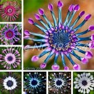 Fresh 100PCS Mixed African Blue Eyed Daisy Flowers Osteospermum Bonsai Seeds