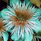 Fresh 100PCS Acid Blue Clematis Seeds Climbing Flowers with White Brown Centre