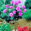Fresh 50PCS Pinkish Purple Rose Tree Flower Seeds Perennial Plants