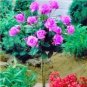 Fresh 50PCS Pinkish Purple Rose Tree Flower Seeds Perennial Plants