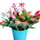 Fresh 200PCS Rainbow Zygocactus Truncatus Seeds