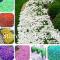 Fresh 100PCS Rock CRESS Seeds Creeping Thyme Flores Mixed 9 Colors