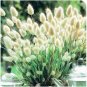 Fresh 20PCS Bunny Tails Lagurus Ovatus Seeds Spring Ornamental Grasses