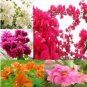 Fresh 10PCS Mixed Bougainvillea Seeds Perennial White Dark Red Red Orange Pink Flowers