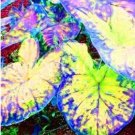 Fresh 100PCS Thailand Caladium Seeds Burnt Rose Elephant Ear Flower Yellow Blue Pink