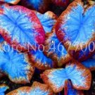 Fresh 100PCS Thailand Caladium Seeds Burnt Rose Elephant Ear Flower