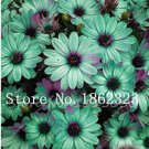 Fresh 100PCS Cosmos Flower Seeds Acid Blue Double Flowers with Purple Black Centre
