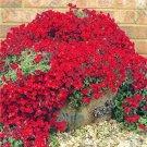 Fresh 200PCS Dark Red Creeping Thyme Flower Seeds Rock CRESS Ground Cover Flowers