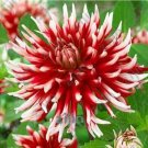 Fresh 100PCS Dahlia Flower Seeds Big Blooms Dark Red White Double Petails