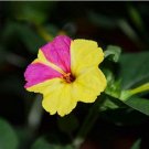 Fresh 20PCS Jasmine Mirabilis Flower Seeds Yellow and Hot Pink Petals Flowers
