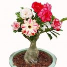 Fresh 5PCS Adenium Seeds 5 in 1 Colors on the Tree Desert Rose Flowers Seeds