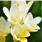Fresh 100PCS Gorgeous Freesia Seeds Yellowish White Flowers Hardy Plants