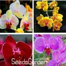 Fresh 100PCS Mixed 4 Colors Orchid Seeds Yellowish Pink Yellow Red Dark Red Purple