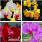 Fresh 100PCS Mixed 4 Colors Orchid Seeds Yellowish Pink Yellow Red Dark Red Purple