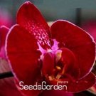Fresh 100PCS Phalaenopsis Orchid Seeds Dark Red Flowers Pink Red