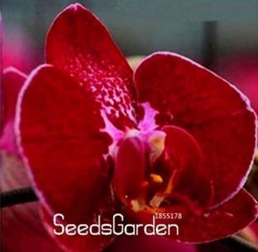Fresh 100PCS Phalaenopsis Orchid Seeds Dark Red Flowers Pink Red